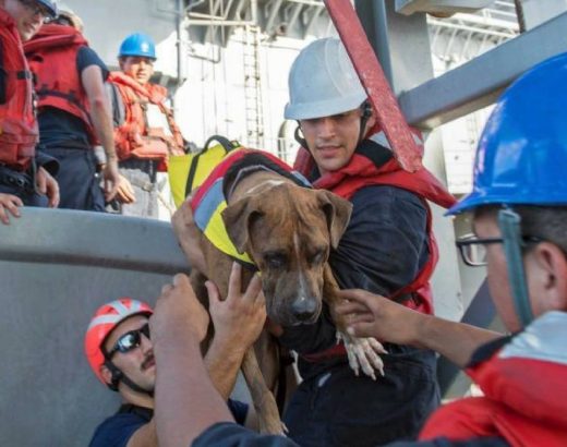 ¡Mujeres y perros rescatados en el Pacífico!